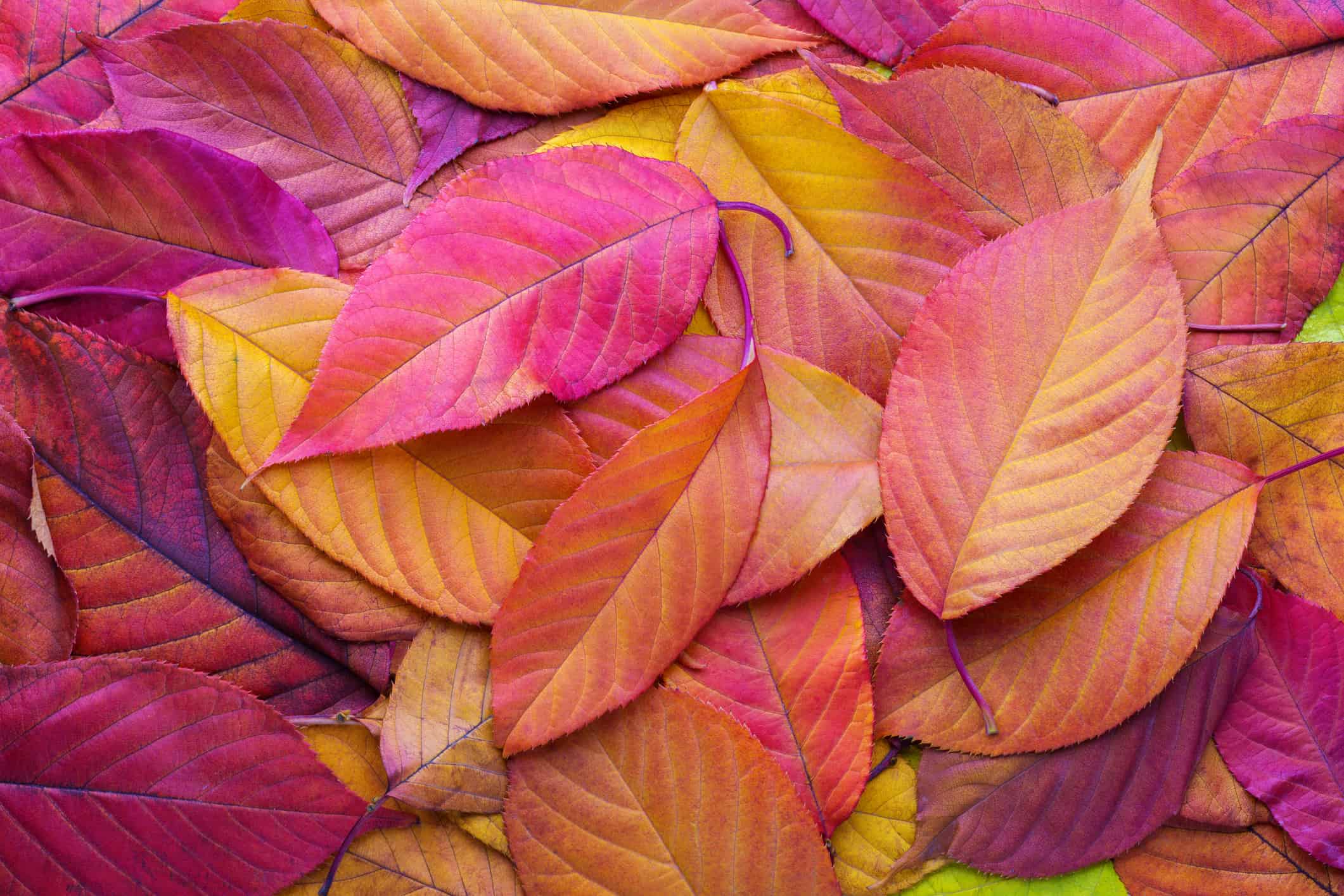 Affirmations for Welcoming Fall / Autumn